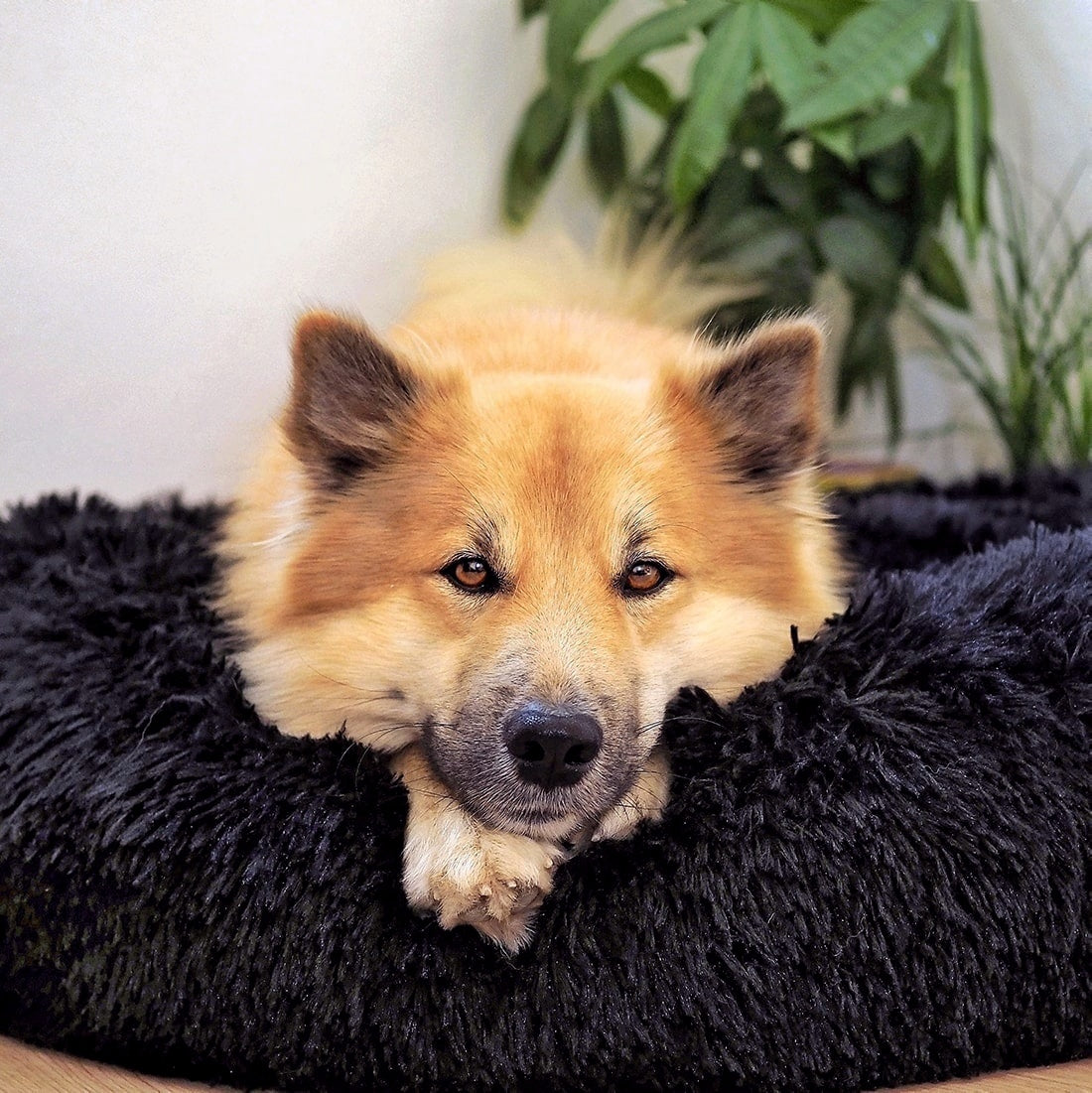 FluffyNest Comfort Hondenbed – Orthopedisch Pluche Ligkussen voor Honden