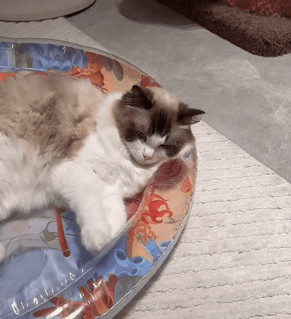 PurrPulse Interactief Katten Speelbal – Houd Je Kat Actief en Gelukkig