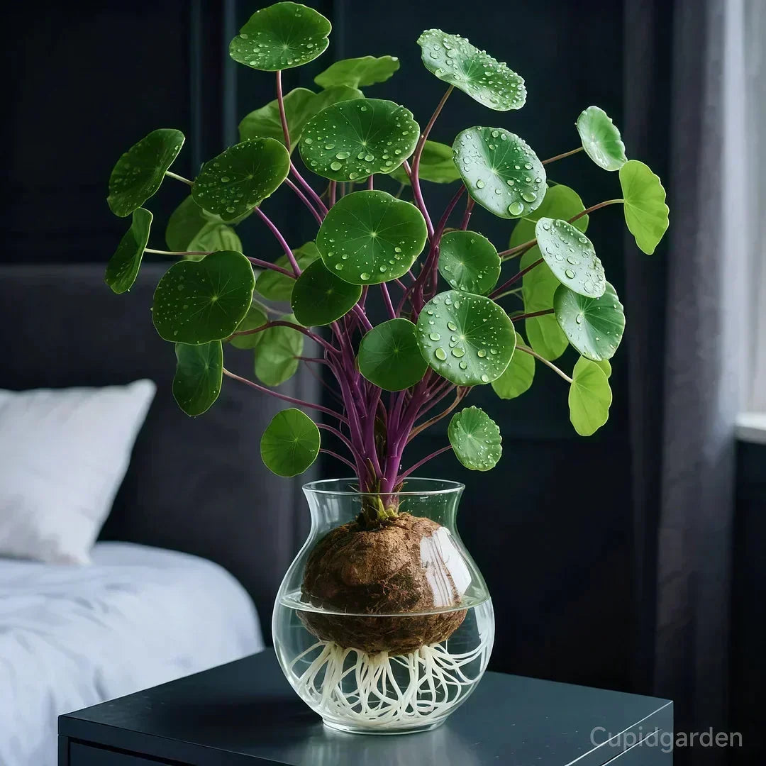 Knolplant met Sculptuurvorm – Onderhoudsarme Kamerplant voor Woonkamer en Kantoor