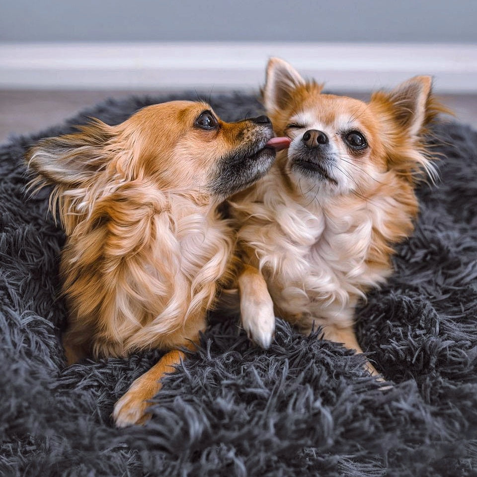 FluffyNest Comfort Hondenbed – Orthopedisch Pluche Ligkussen voor Honden