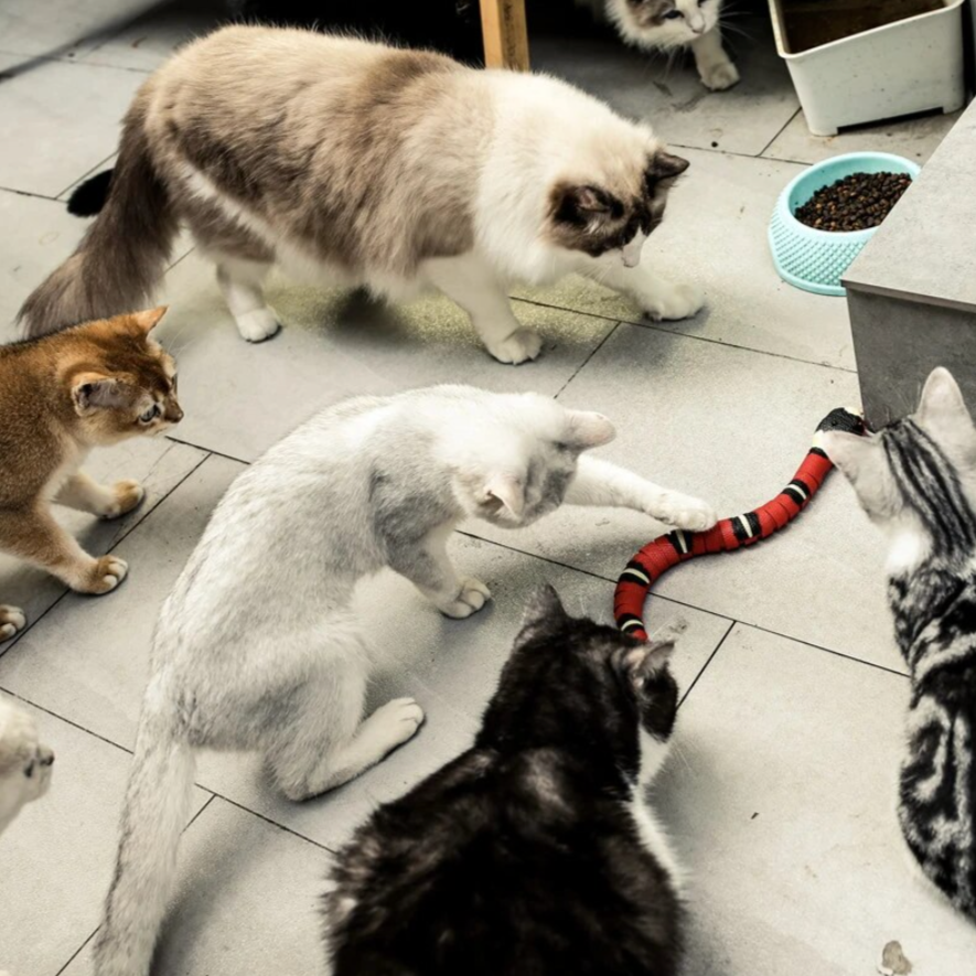 SpeelSnake Interactieve Elektrische Slang voor Katten