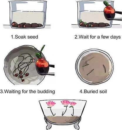 LotusWaters – Bonsai Watertuin Zaden voor Vijver en Balkon