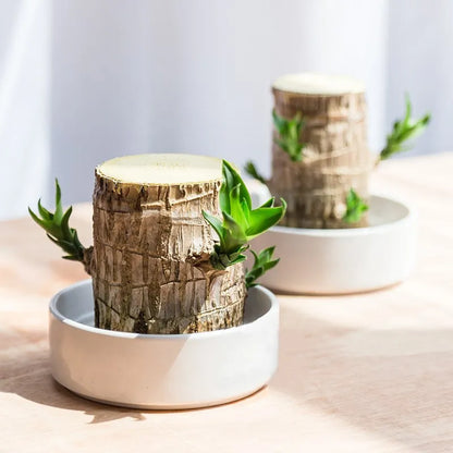 Rustgevende Binnenplant voor Luchtzuivering - Natuurlijke Decoratie
