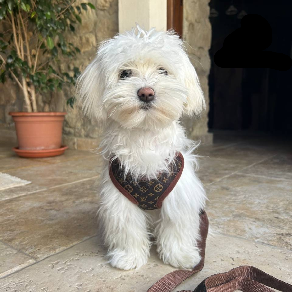 ComfortWalk Hondentuig met Lijn – Verstelbaar en Drukverdelend