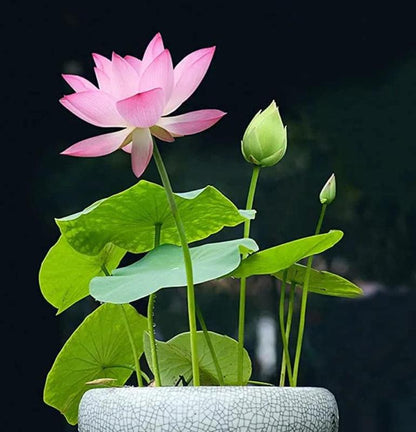 LotusWaters – Bonsai Watertuin Zaden voor Vijver en Balkon