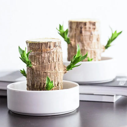 Rustgevende Binnenplant voor Luchtzuivering - Natuurlijke Decoratie