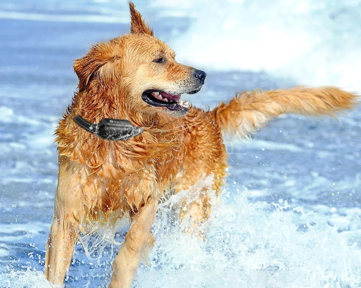 Hondencoach Pro Trainingshalsband – Waterdichte Elektronische Halsband met Afstandsbediening