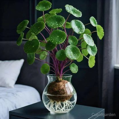 Knolplant met Sculptuurvorm – Onderhoudsarme Kamerplant voor Woonkamer en Kantoor