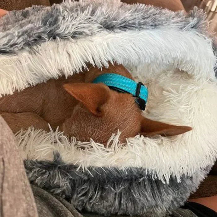 Honden Droombedje - Waar Dromen Met Een Zachte Staart Beginnen