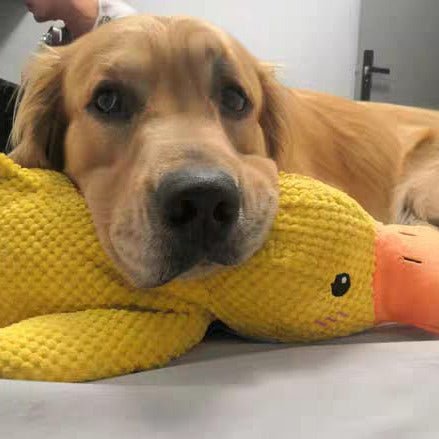 Interactief Honden Speeltje met Kwakgeluid – Vermindert Verveling, Stress en Overmatige Energie