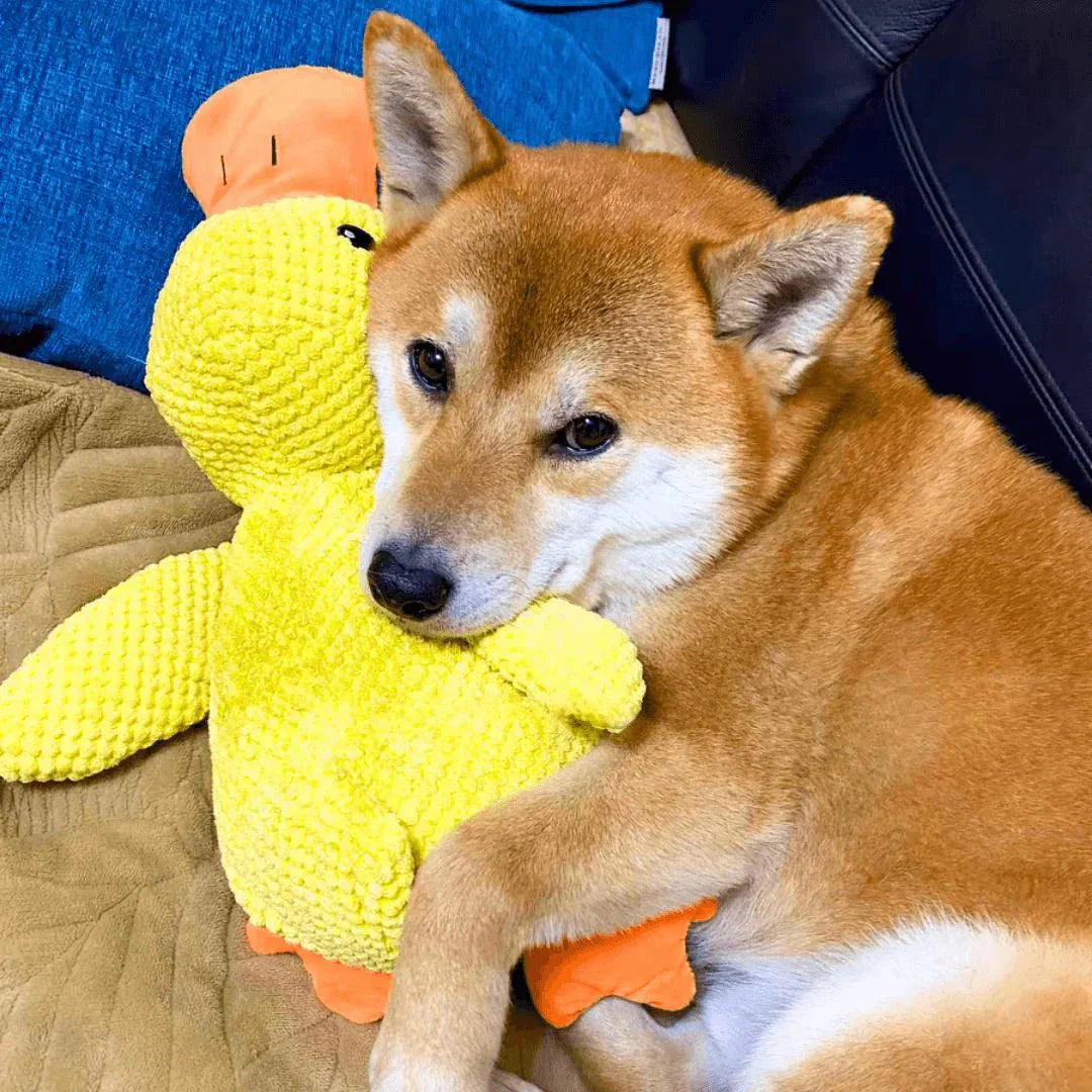 Interactief Honden Speeltje met Kwakgeluid – Vermindert Verveling, Stress en Overmatige Energie
