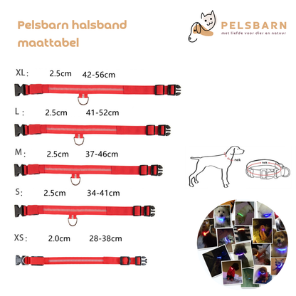 LED Hondenhalsband voor Veiligheid tijdens Avondwandelingen – Oplaadbaar en Verstelbaar