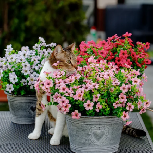 Prachtige Bloemen voor buiten - (1+1 GRATIS)