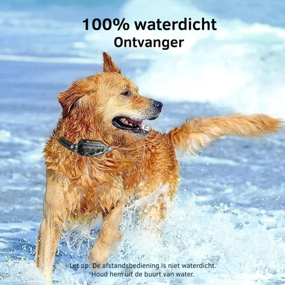 Hondwijs Collare da Addestramento Ricaricabile con Telecomando e Design Impermeabile