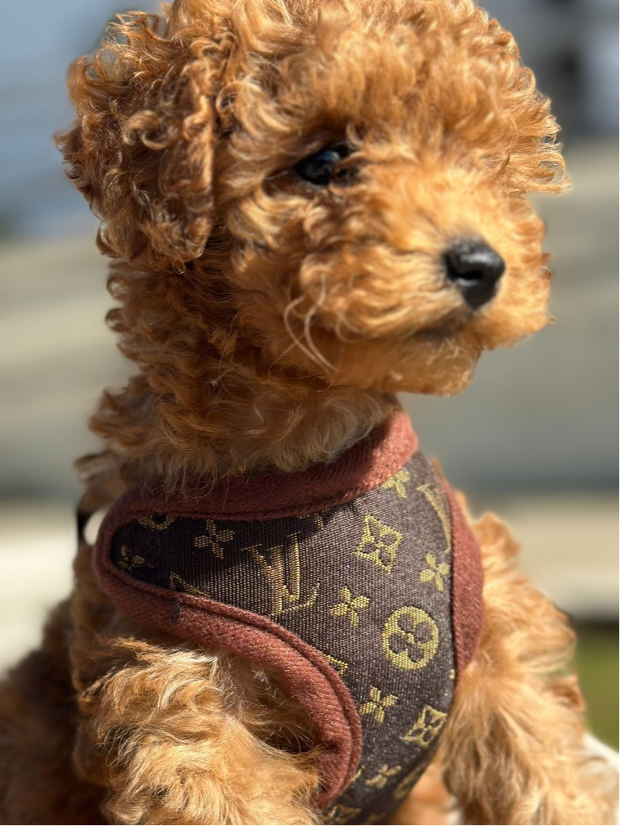ComfortWalk Hondentuig met Lijn – Verstelbaar en Drukverdelend