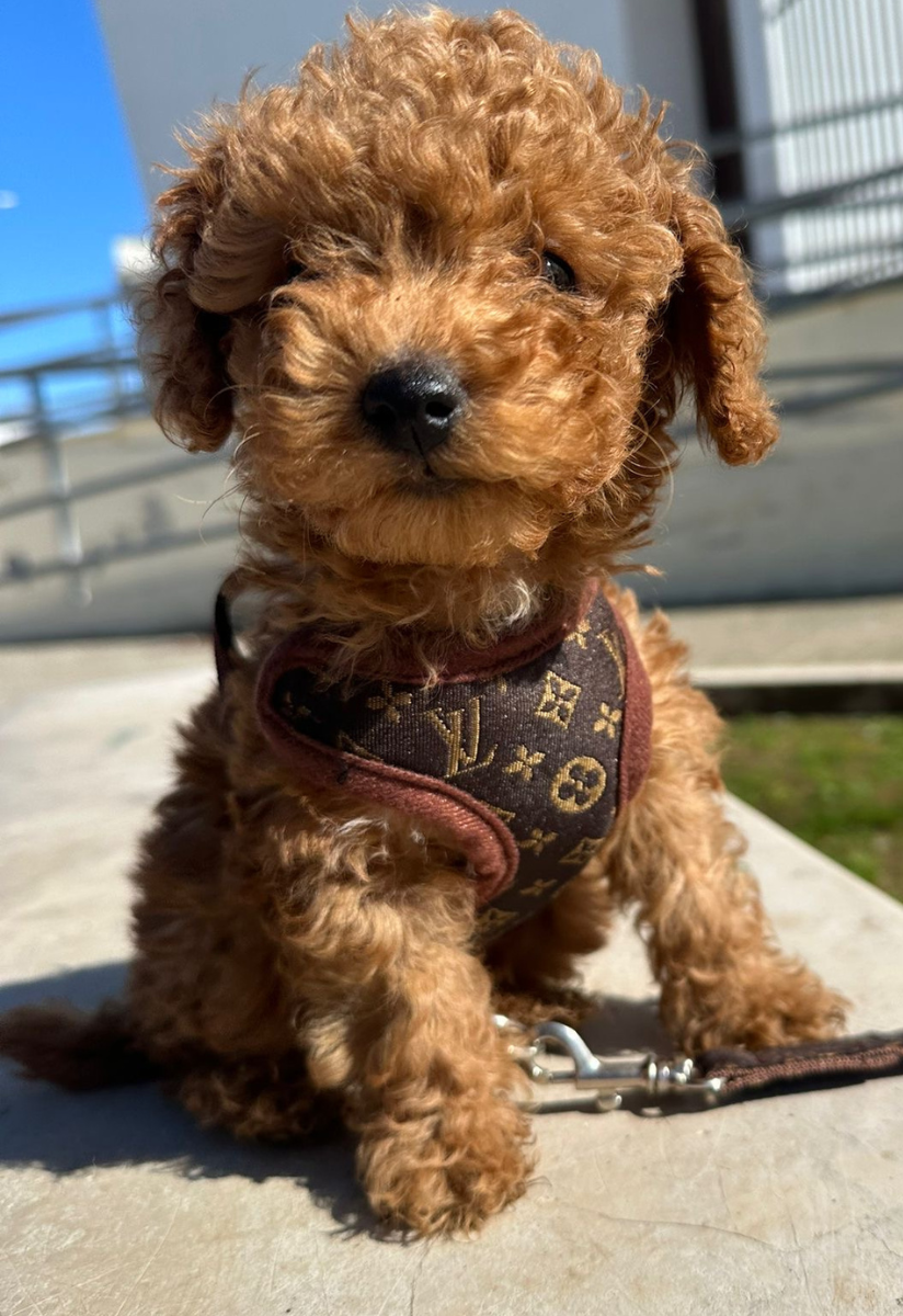 ComfortWalk Hondentuig met Lijn – Verstelbaar en Drukverdelend