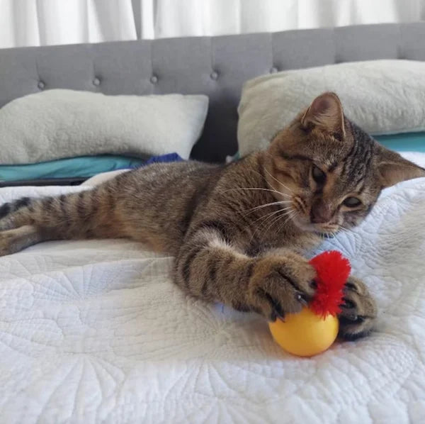 Wobbelbal voor Kat