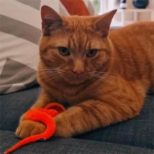Wobbelbal voor Kat