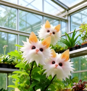 AuraBloom – Magische Kattenoog Zaden