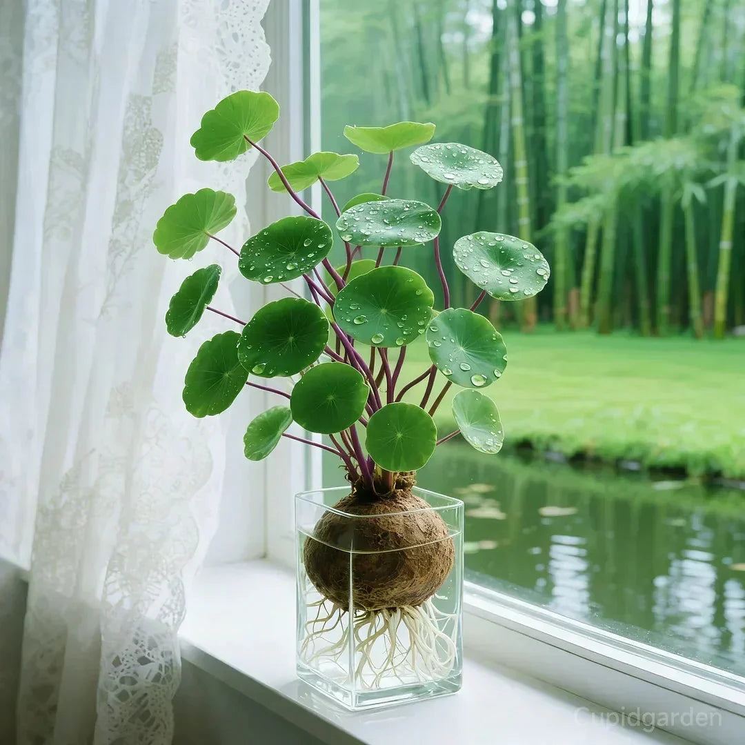 Knolplant met Sculptuurvorm – Onderhoudsarme Kamerplant voor Woonkamer en Kantoor