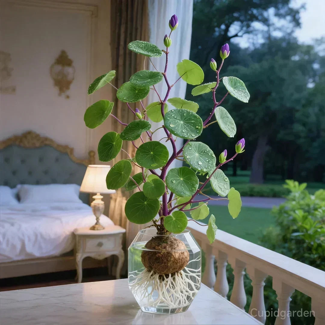 Knolplant met Sculptuurvorm – Onderhoudsarme Kamerplant voor Woonkamer en Kantoor